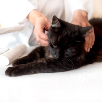 Veterinario curando a gato negro