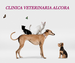 Clínica Veterinaria Alcora