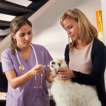 Servicio veterinario a domicilio