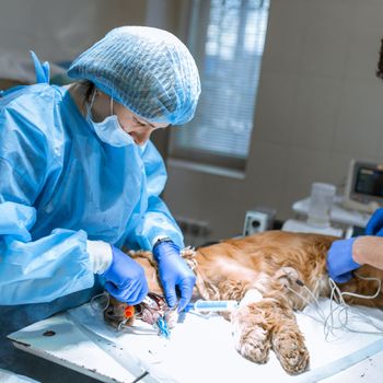 Perro en la mesa de operaciones