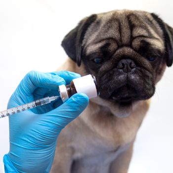 Vacuna perro