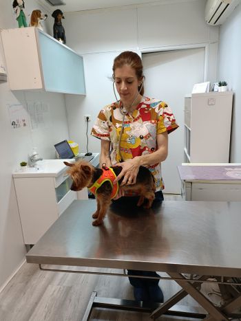 Veterinaria atendiendo a un perro